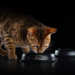 Сухой корм Pro Plan® для кошек старше 7 лет (с высоким содержанием индейки) – интернет-магазин Ле’Муррр